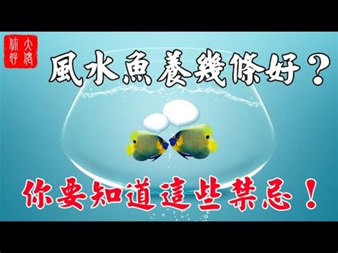 風水養魚數量|【養魚數量 風水】養魚數量與風水：揭秘最佳養魚數量，助你招。